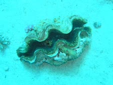 תמונות משונית האלמוגים במפרץ אילת [צילום: דרור צוראל]
